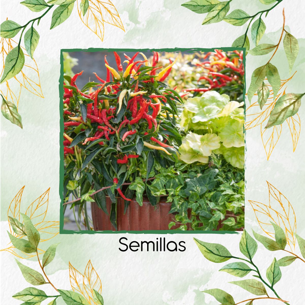 GENERICO - 400 Semillas Orgánicas De Ají Dulce Patio Fire And Ice