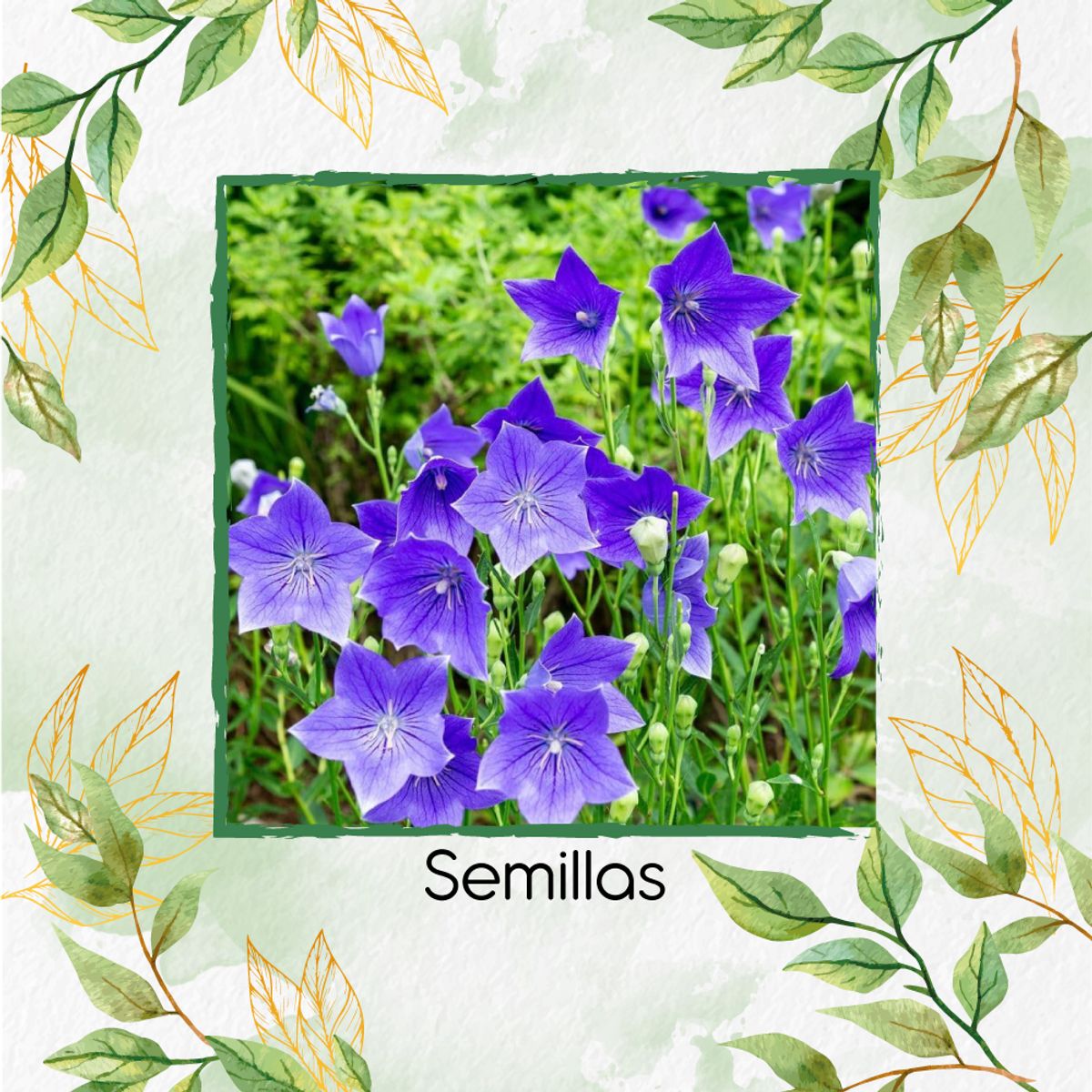 GENERICO - 150 Semillas Orgánicas De Flor Campana Japonesa Toraji