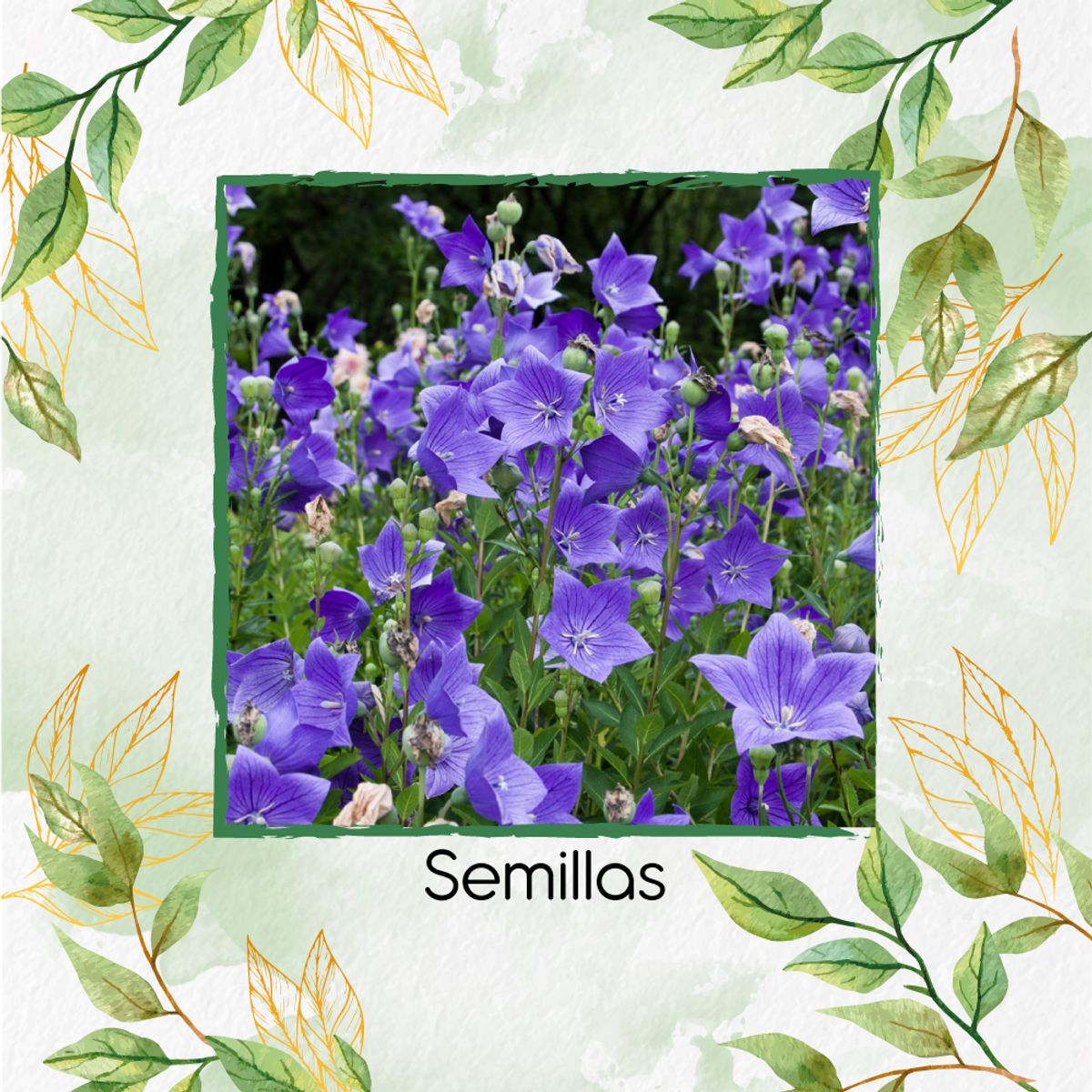 GENERICO - 150 Semillas Orgánicas De Flor Campana Japonesa Toraji