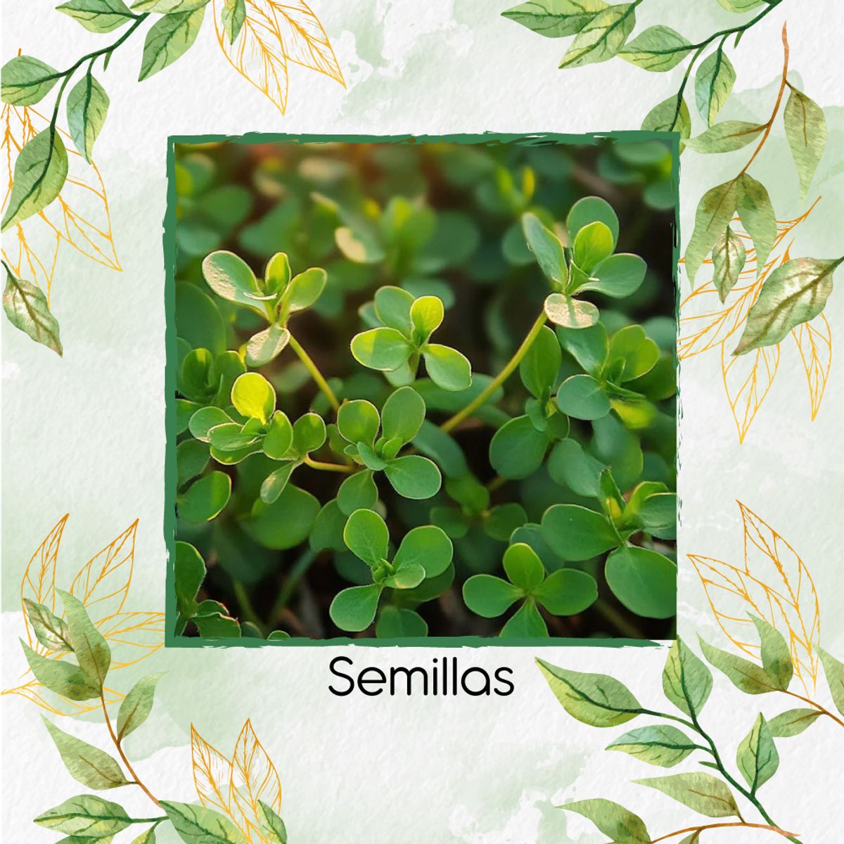 GENERICO - 75 Semillas Orgánicas De Verdolaga Silvestre Verde