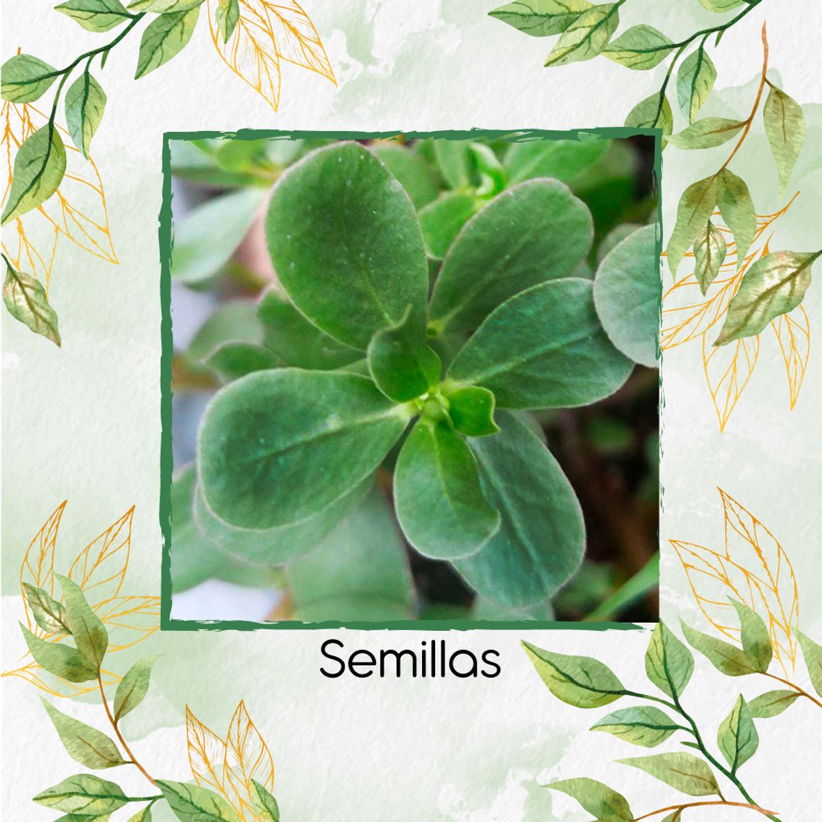 GENERICO - 75 Semillas Orgánicas De Verdolaga Silvestre Verde
