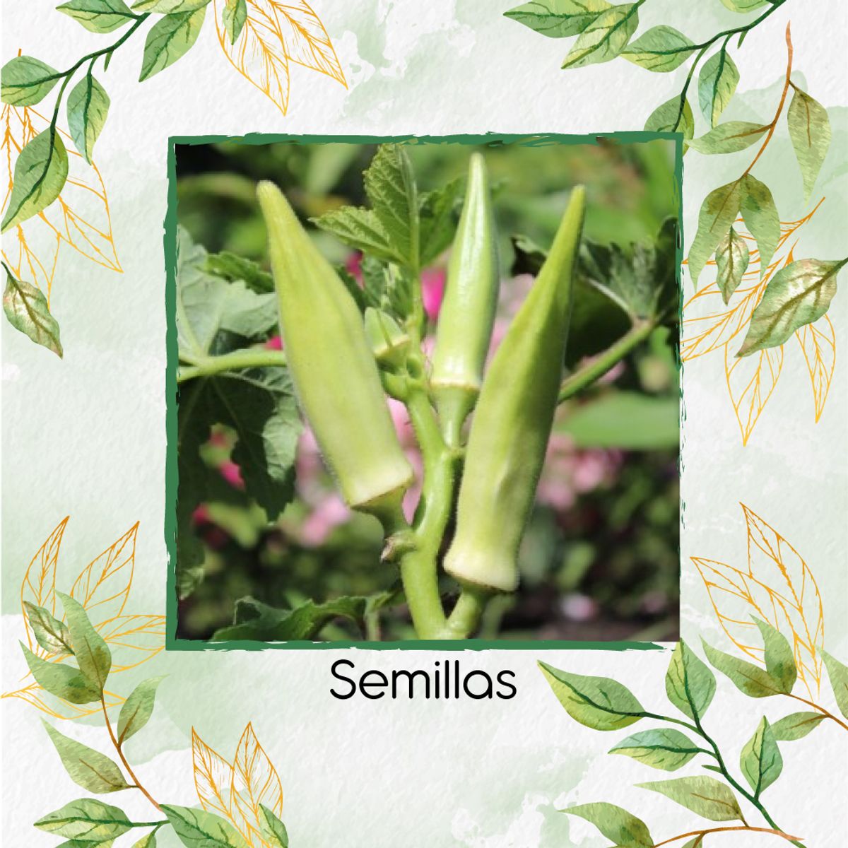 GENERICO - 40 Semillas Orgánicas De Okra Silver Queen