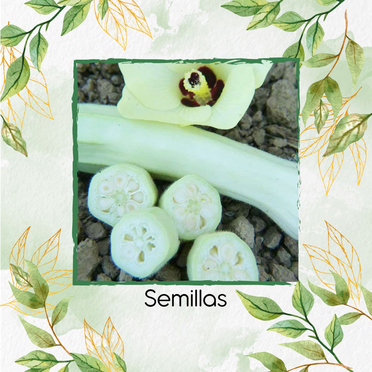 GENERICO - 40 Semillas Orgánicas De Okra Silver Queen