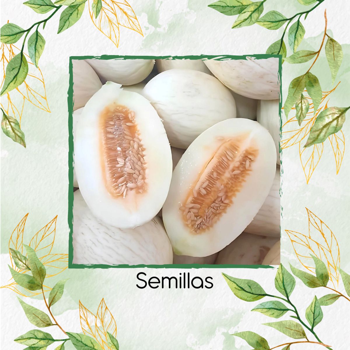 GENERICO - 40 Semillas Orgánicas De Melón Branco Ribatejo