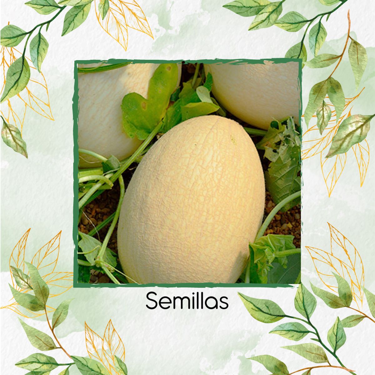 GENERICO - 40 Semillas Orgánicas De Melón Branco Ribatejo