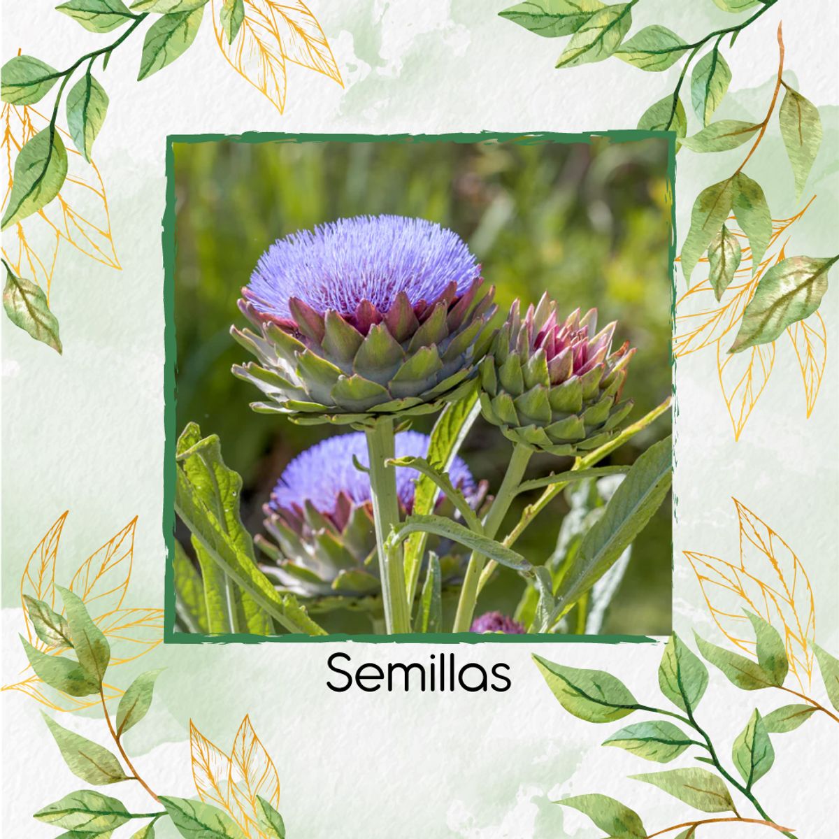GENERICO - 100 Semillas Orgánicas De Alcachofa Selvática