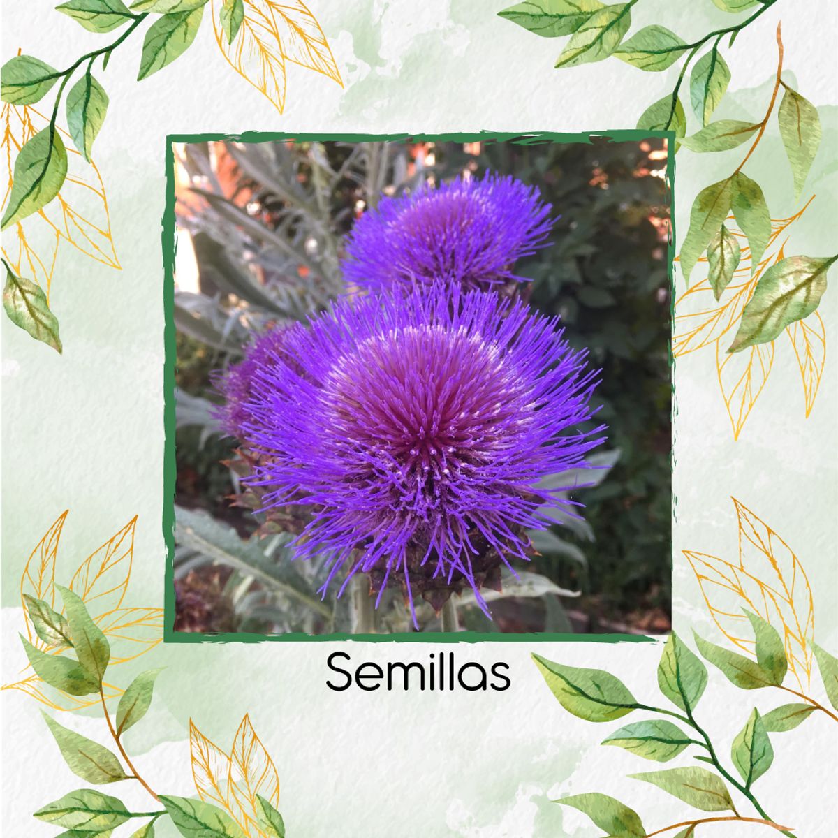 GENERICO - 100 Semillas Orgánicas De Alcachofa Selvática