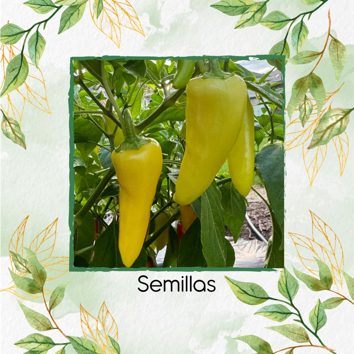 GENERICO - 10 Semillas Orgánicas De Ají Dulce Húngaro Amarillo