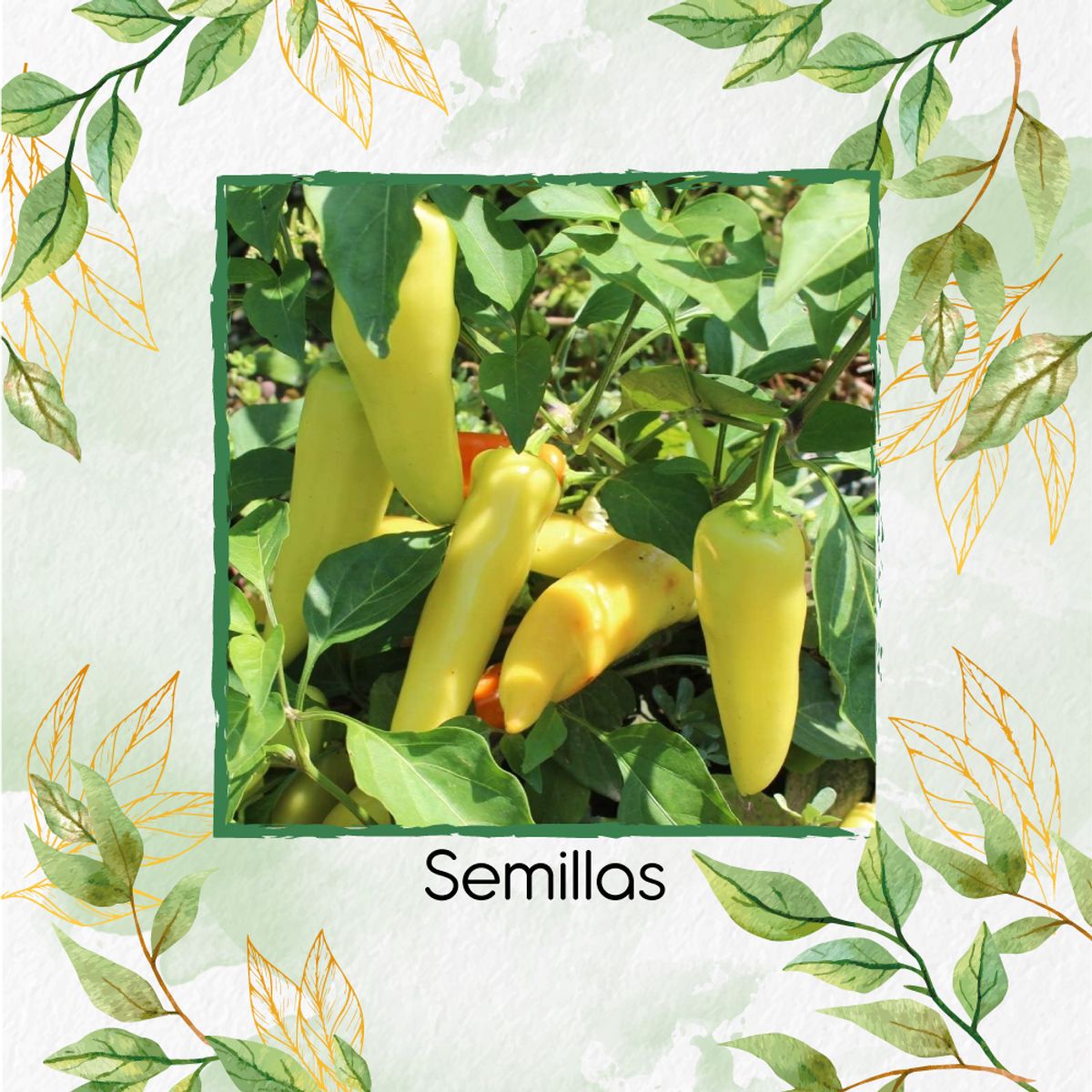 GENERICO - 10 Semillas Orgánicas De Ají Dulce Húngaro Amarillo