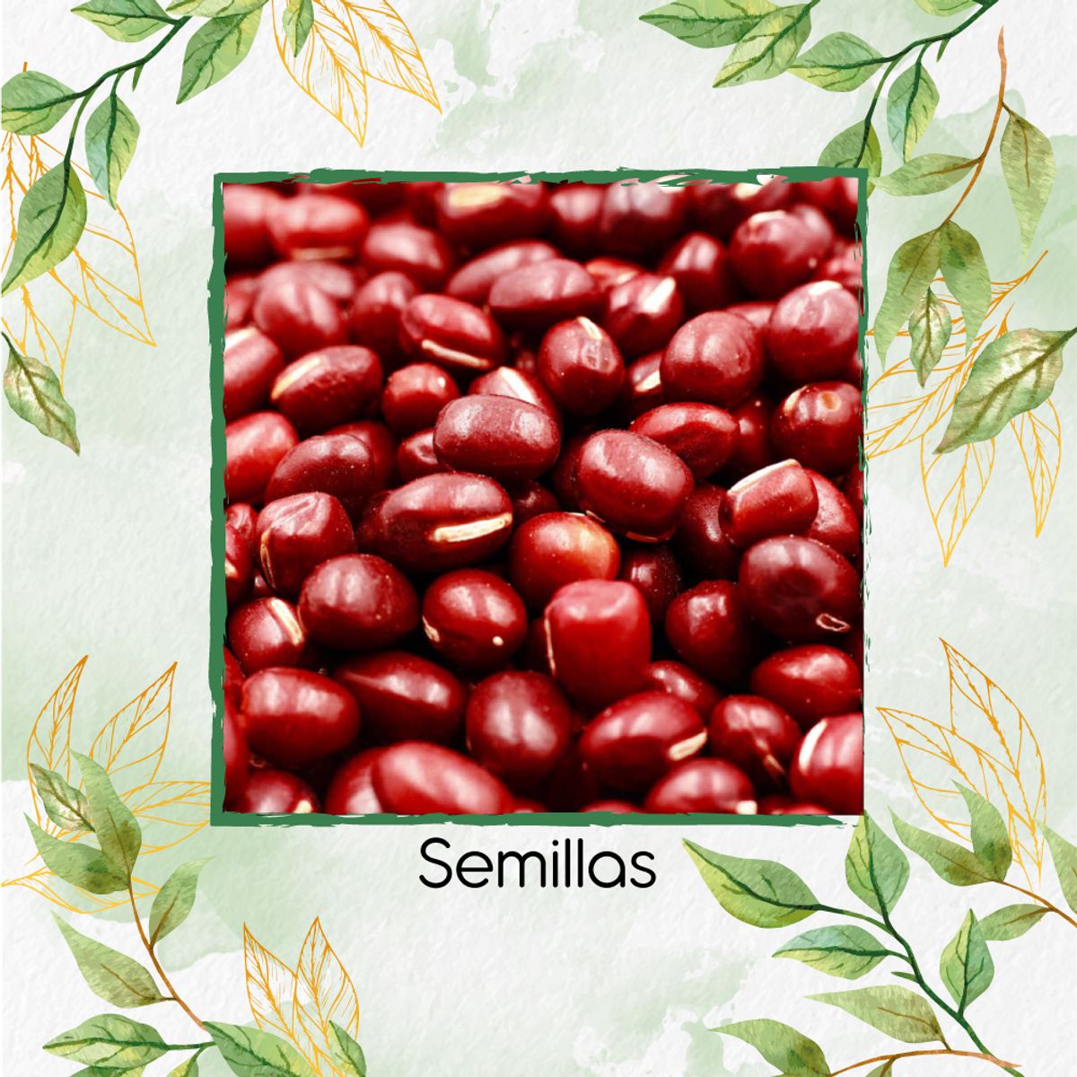 GENERICO - 60 Semillas Orgánicas De Frijol Japones Adzuki