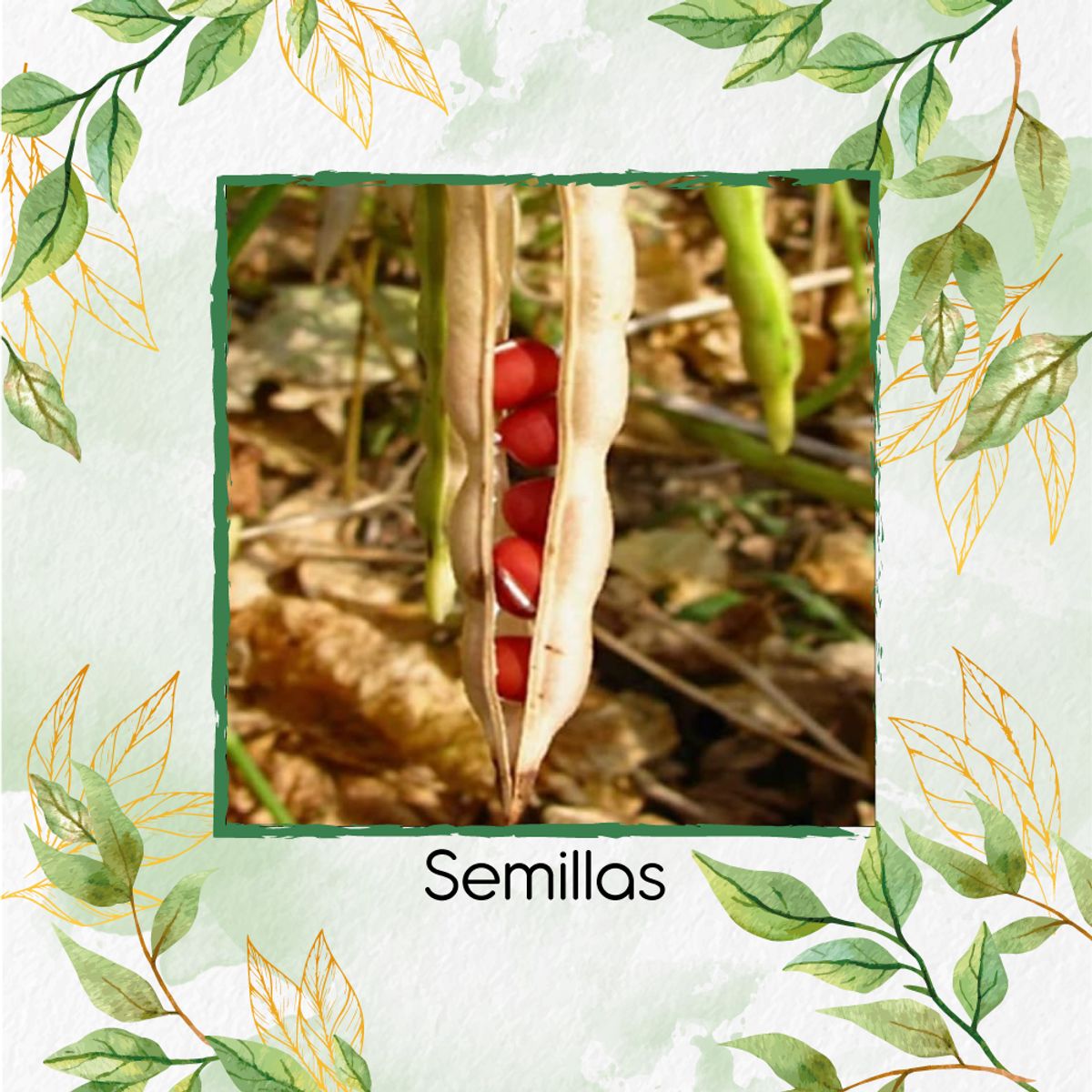 GENERICO - 60 Semillas Orgánicas De Frijol Japones Adzuki