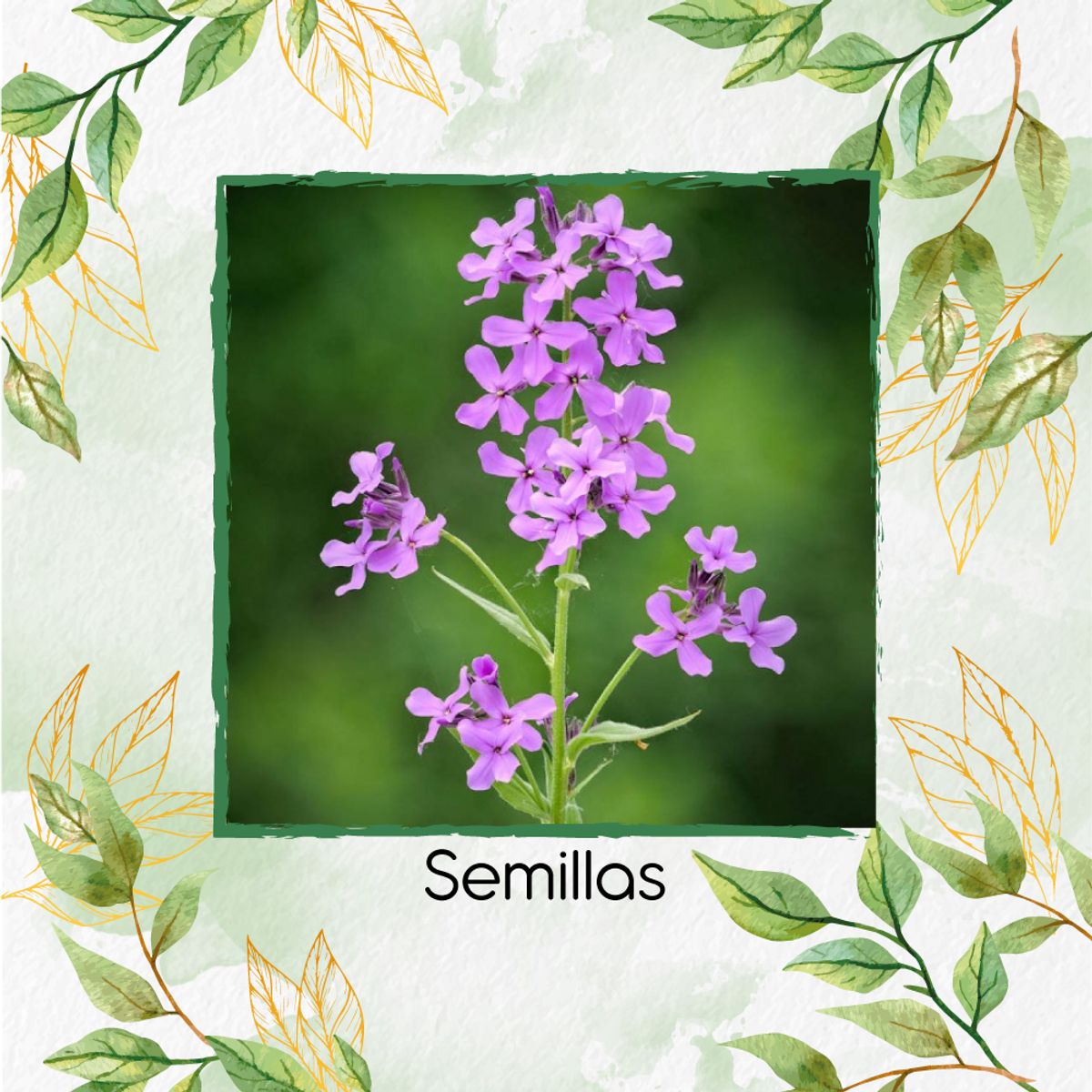 GENERICO - 2.000 Semillas Orgánicas De Flor Alhelí de Dama