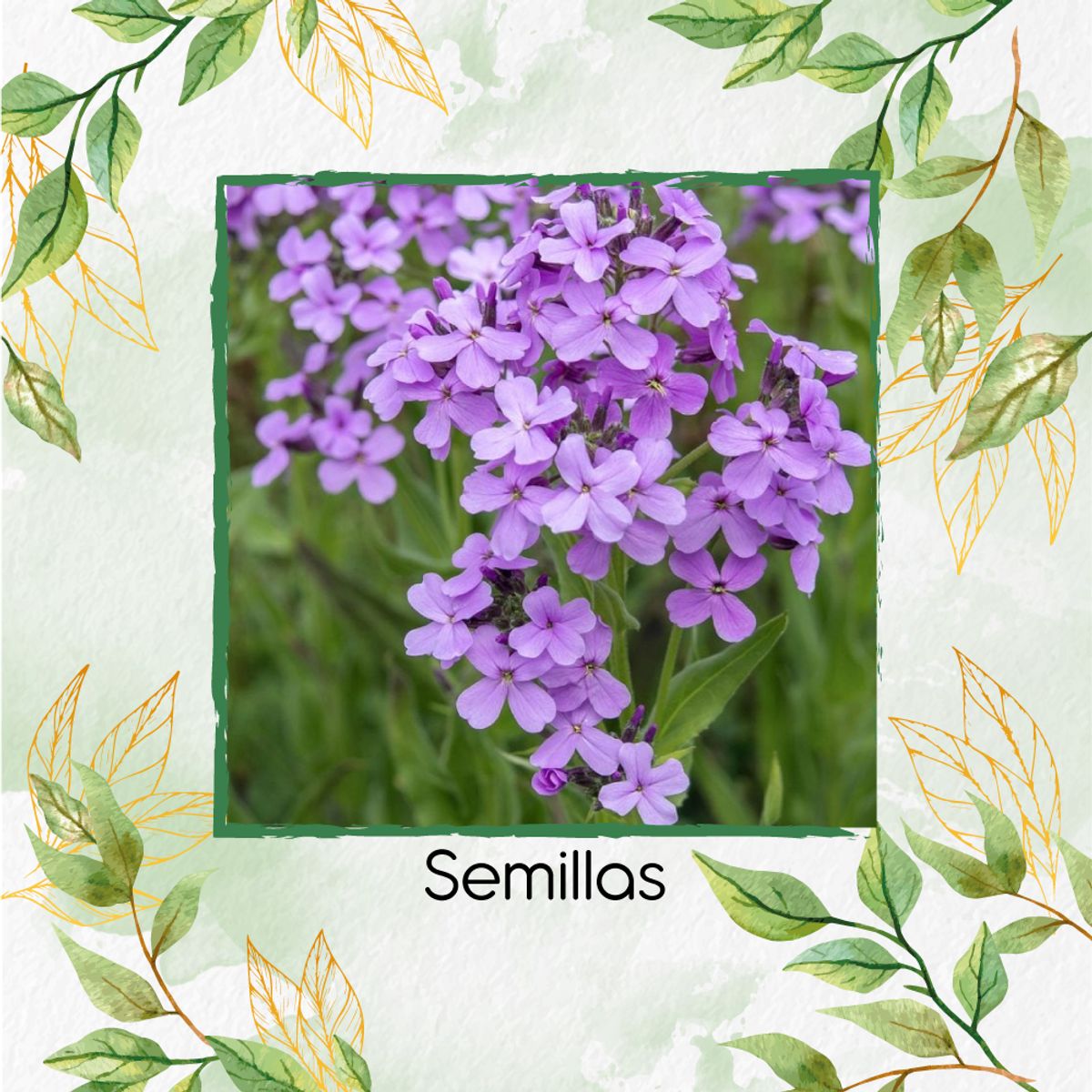 GENERICO - 2.000 Semillas Orgánicas De Flor Alhelí de Dama