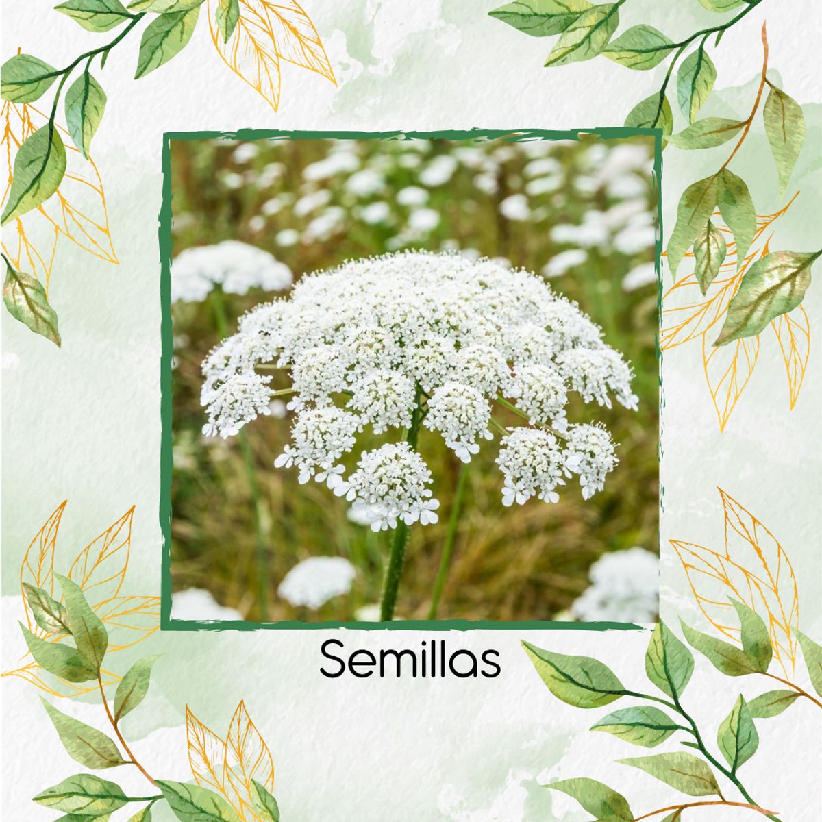 GENERICO - 8.000 Semillas Orgánicas Flores De Obispo