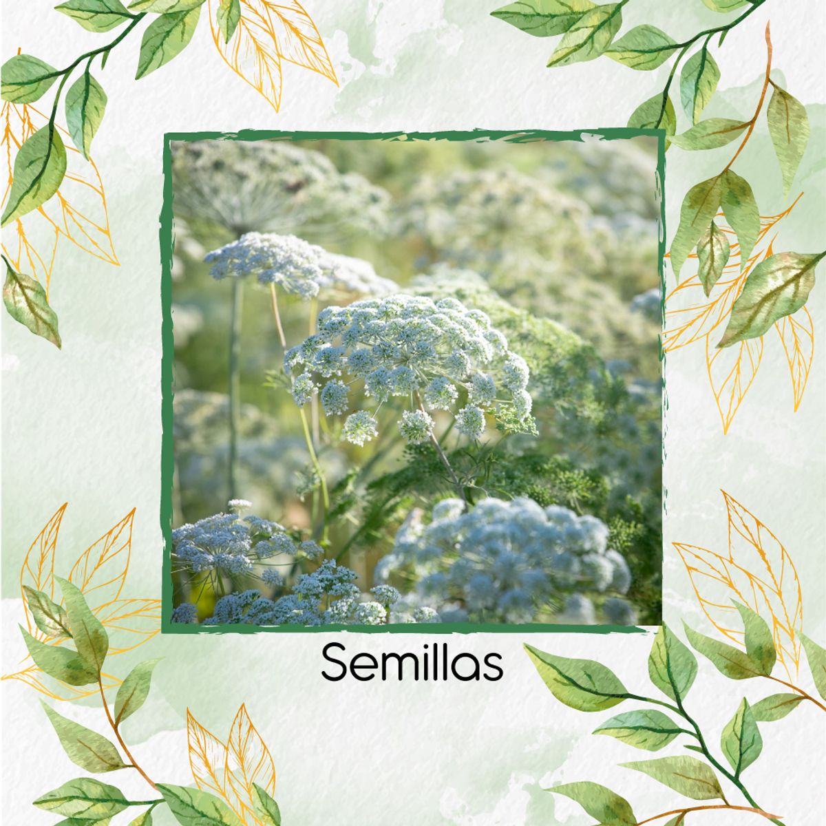 GENERICO - 8.000 Semillas Orgánicas Flores De Obispo
