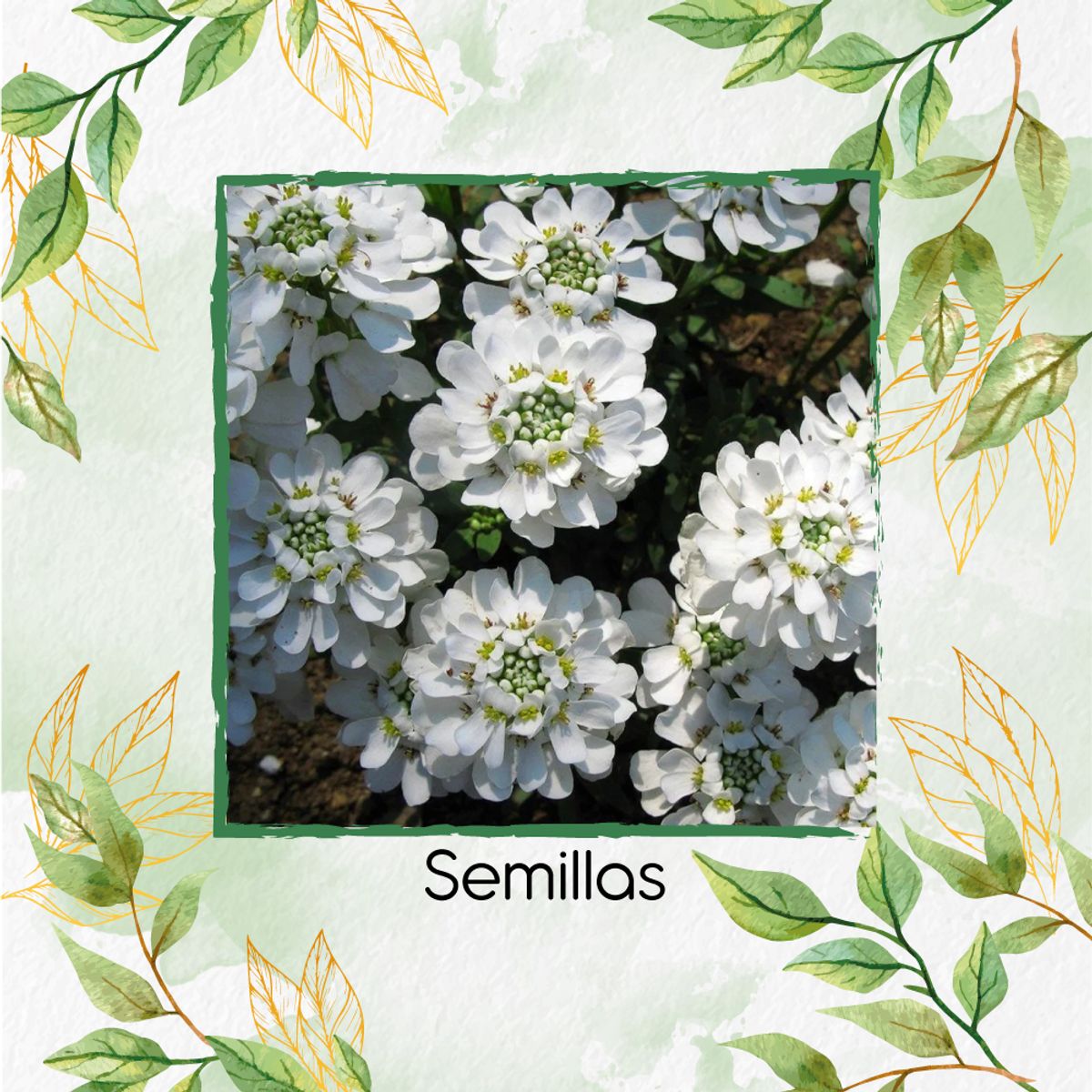 GENERICO - 1.000 Semillas Orgánicas De Flor Espirea de Colibrí
