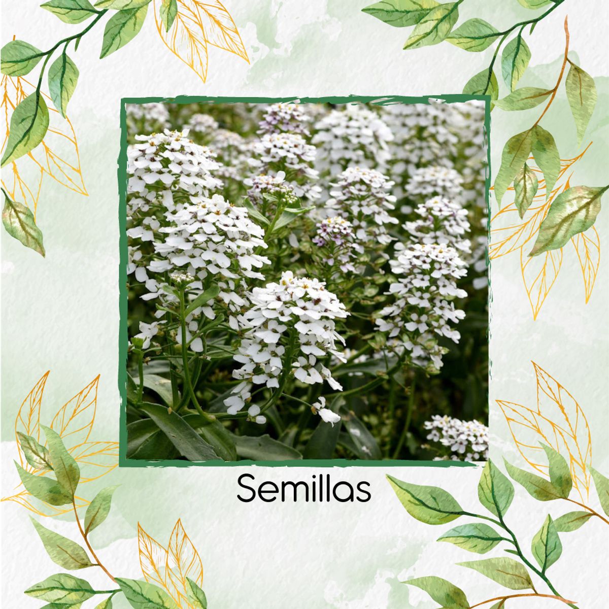 GENERICO - 1.000 Semillas Orgánicas De Flor Espirea de Colibrí
