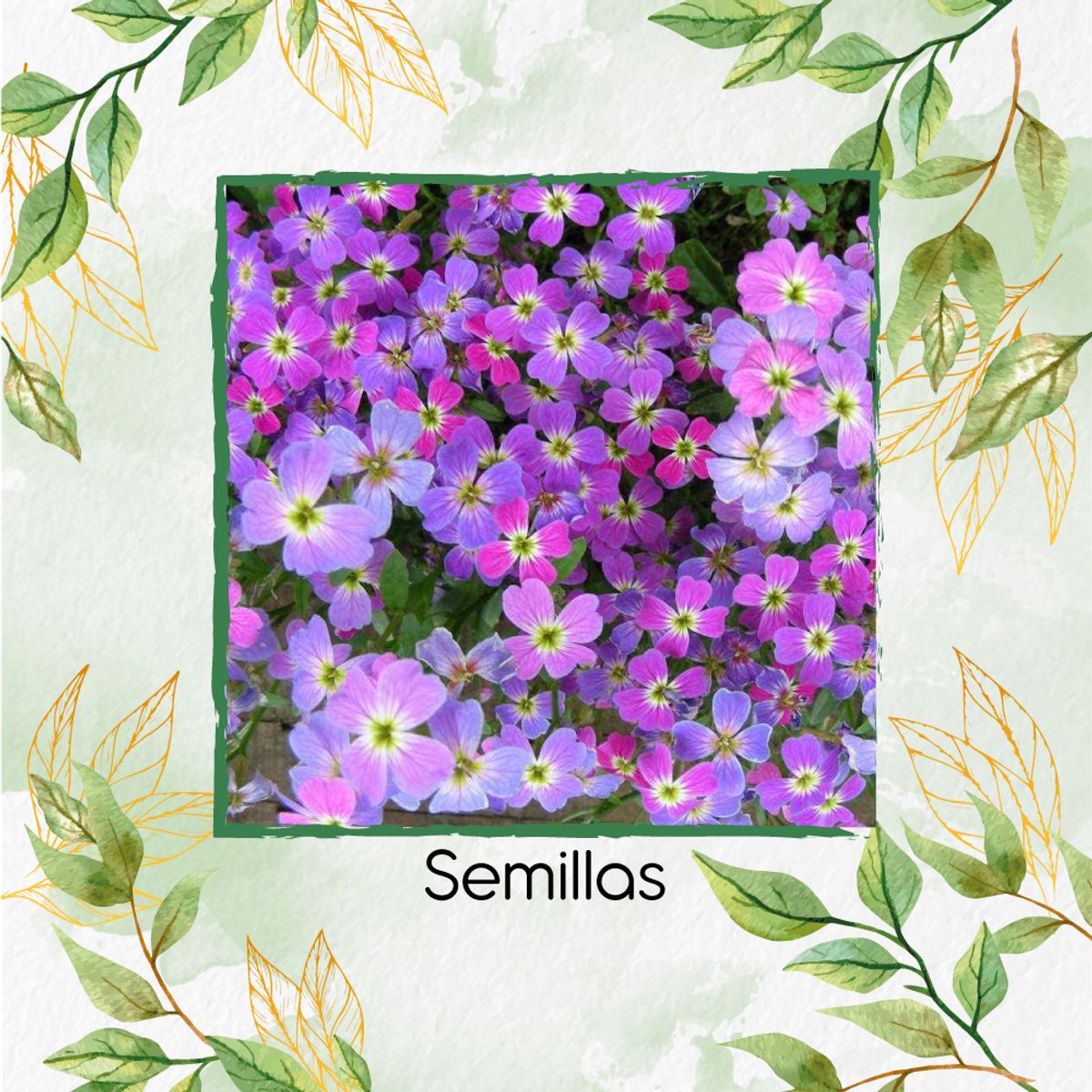 GENERICO - 3.000 Semillas Orgánicas De Flor Alhelí de Virginia