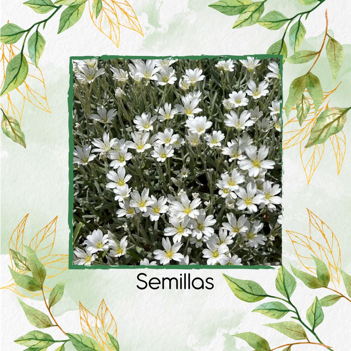 GENERICO - 100 Semillas Orgánicas De Flor Nieve En Verano