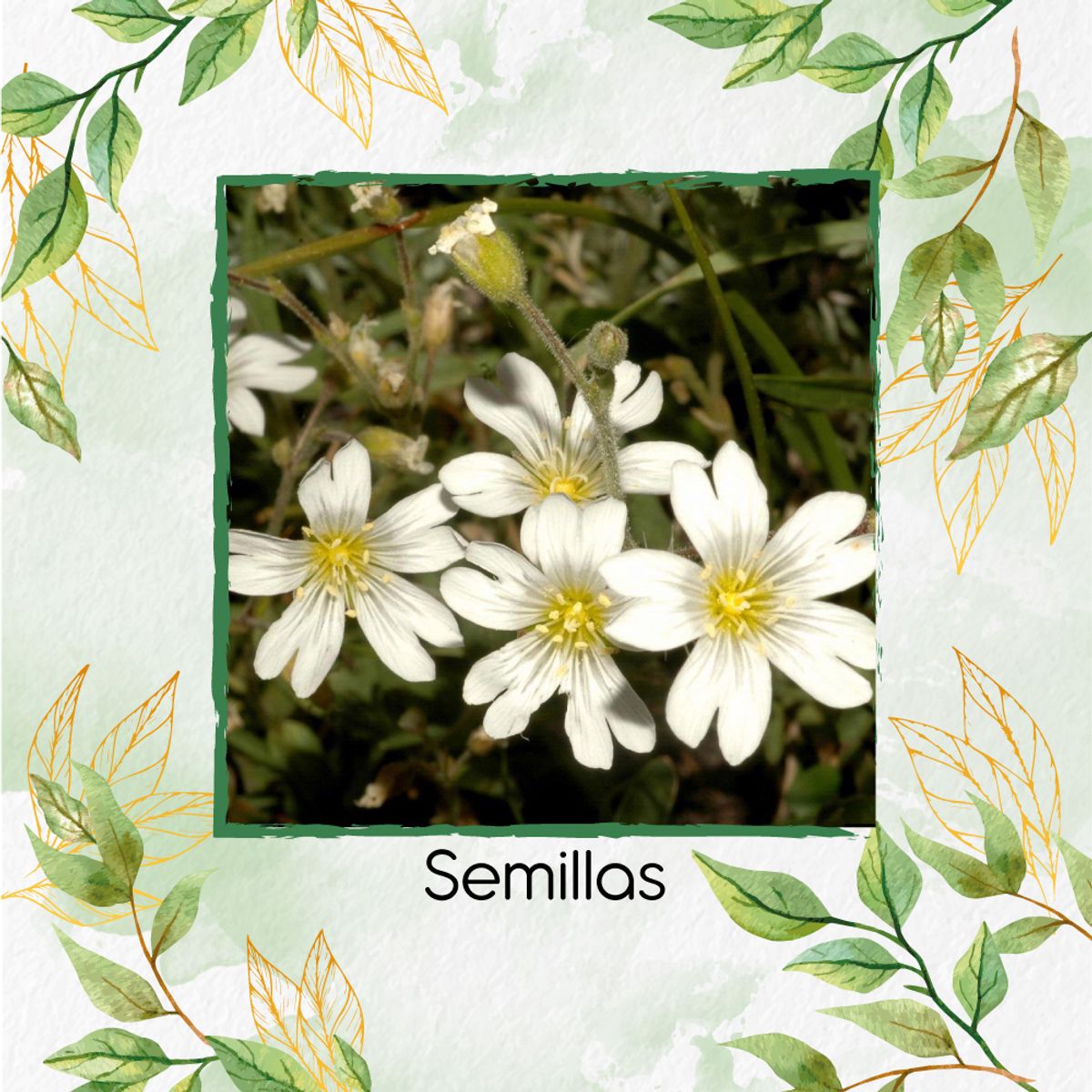 GENERICO - 100 Semillas Orgánicas De Flor Nieve En Verano