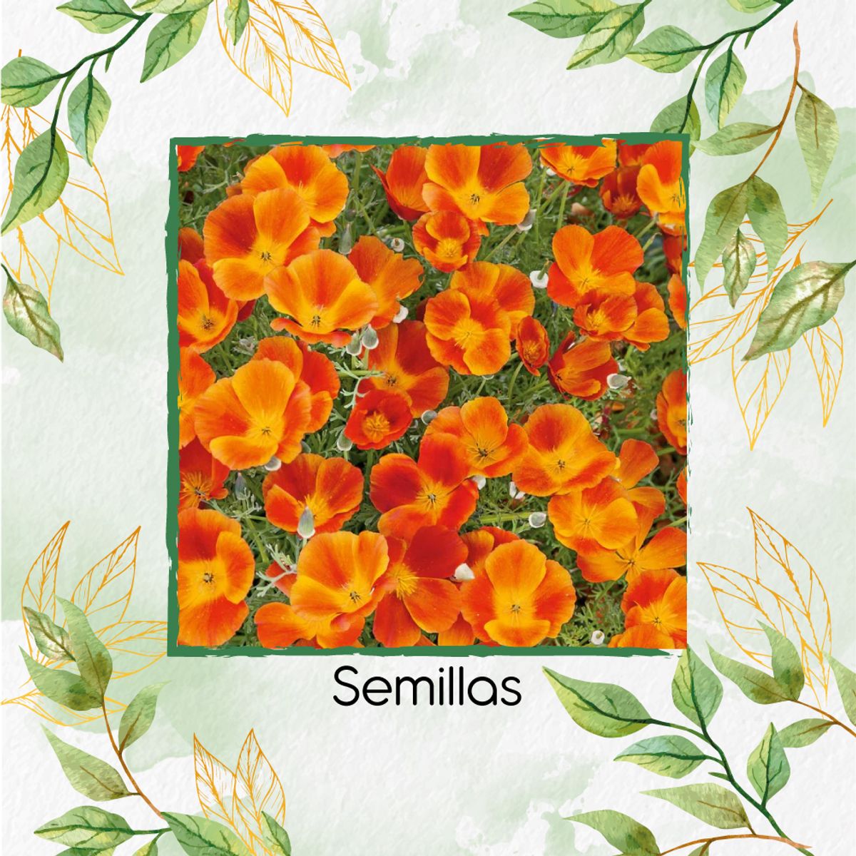 GENERICO - 300 Semillas Orgánicas De Flor Amapola De California Naranja