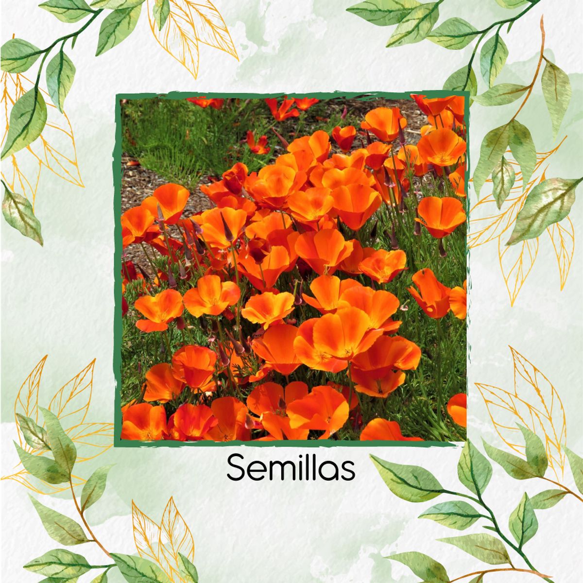 GENERICO - 300 Semillas Orgánicas De Flor Amapola De California Naranja