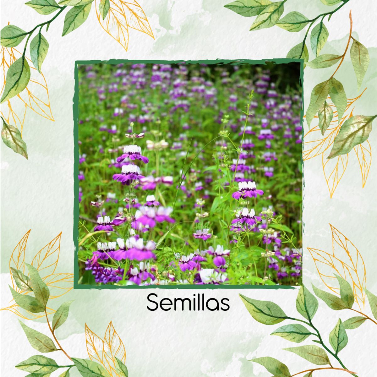 GENERICO - 4.000 Semillas Orgánicas De Flor Casas Chinas