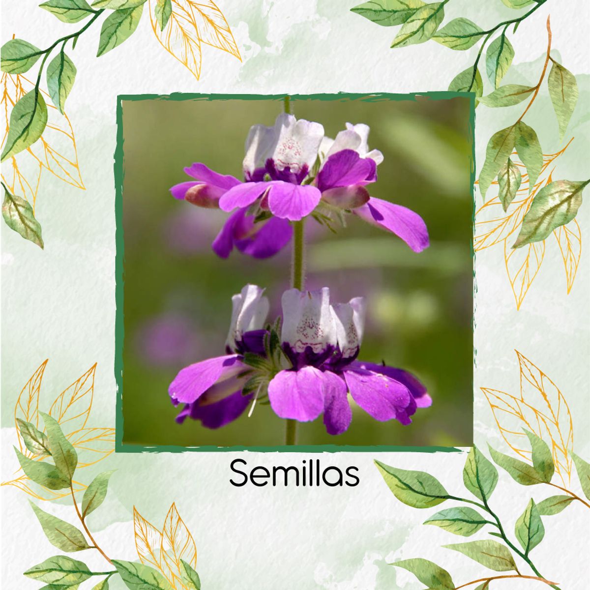 GENERICO - 4.000 Semillas Orgánicas De Flor Casas Chinas