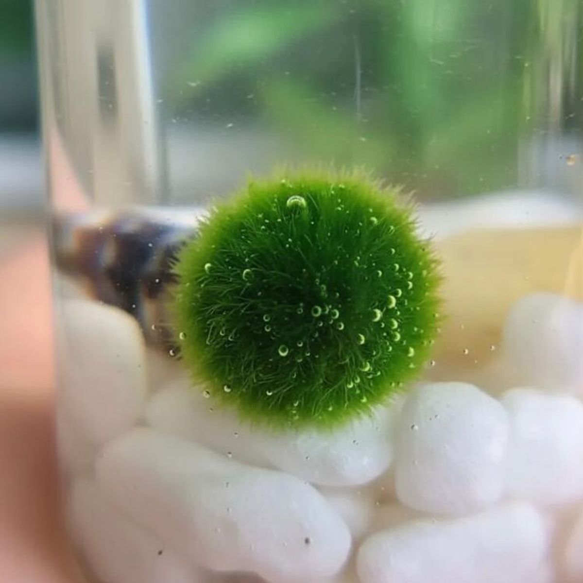 GENERICO - Marimo Moss Ball Natural Edad 1 Año en Recipiente de Cristal Tapa en Corcho