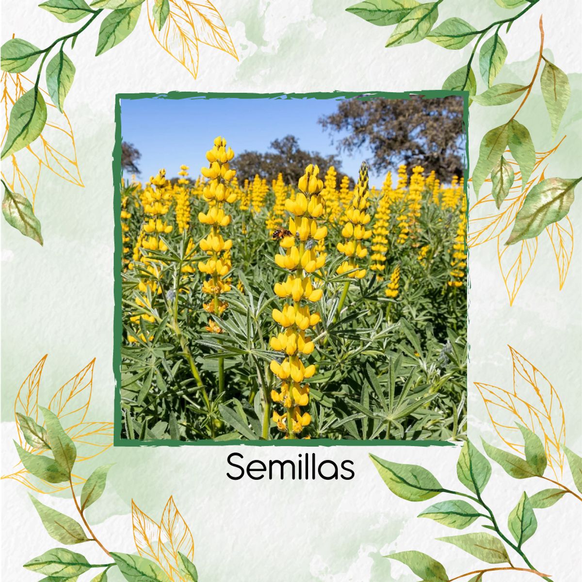 GENERICO - 140 Semillas Orgánicas De Flor Lupino Densiflorus Amarillo