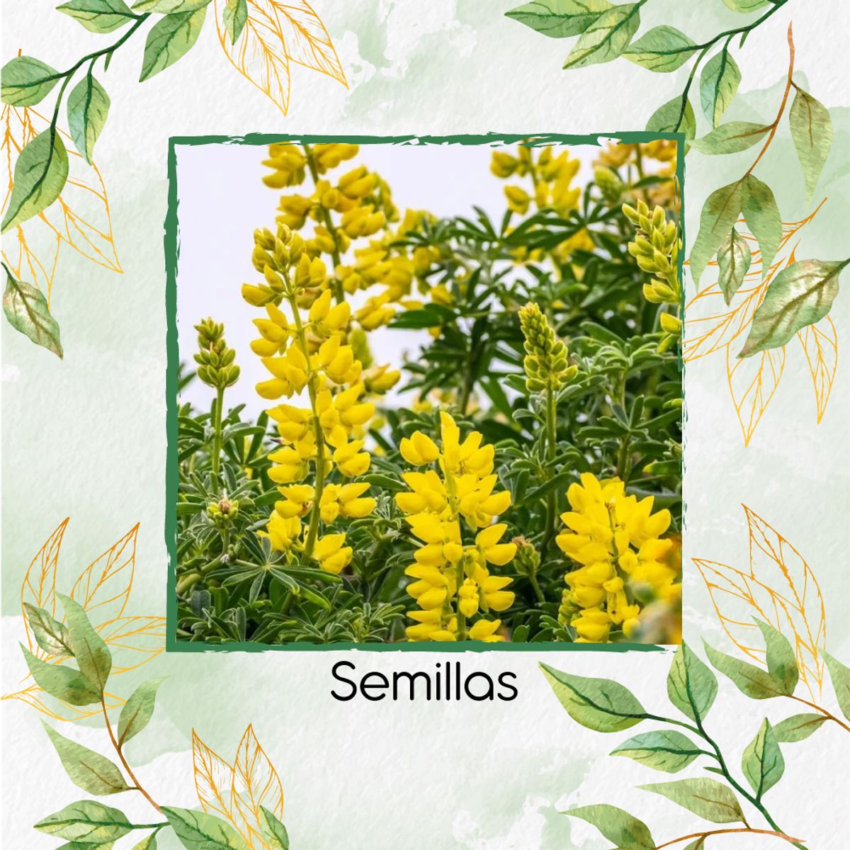 GENERICO - 140 Semillas Orgánicas De Flor Lupino Densiflorus Amarillo