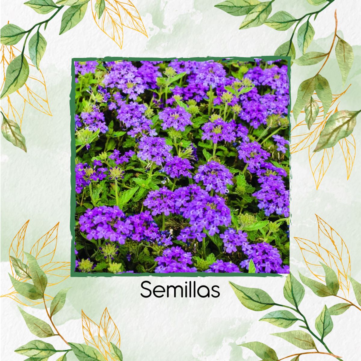 GENERICO - 100 Semillas Orgánicas De Flor Verbena Morada
