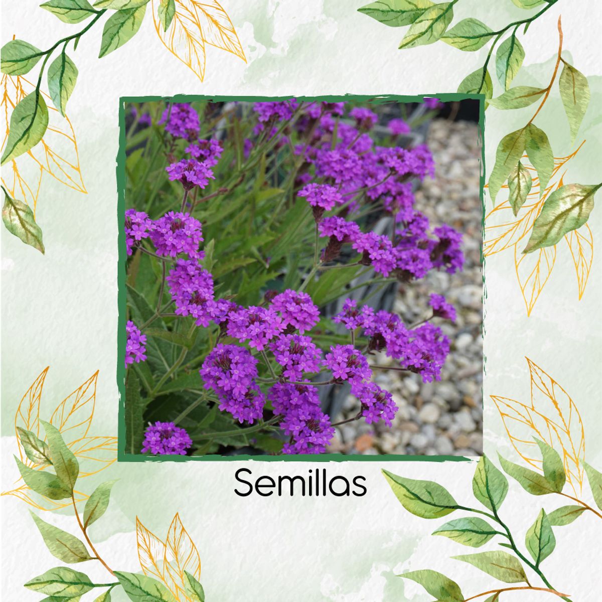 GENERICO - 100 Semillas Orgánicas De Flor Verbena Morada
