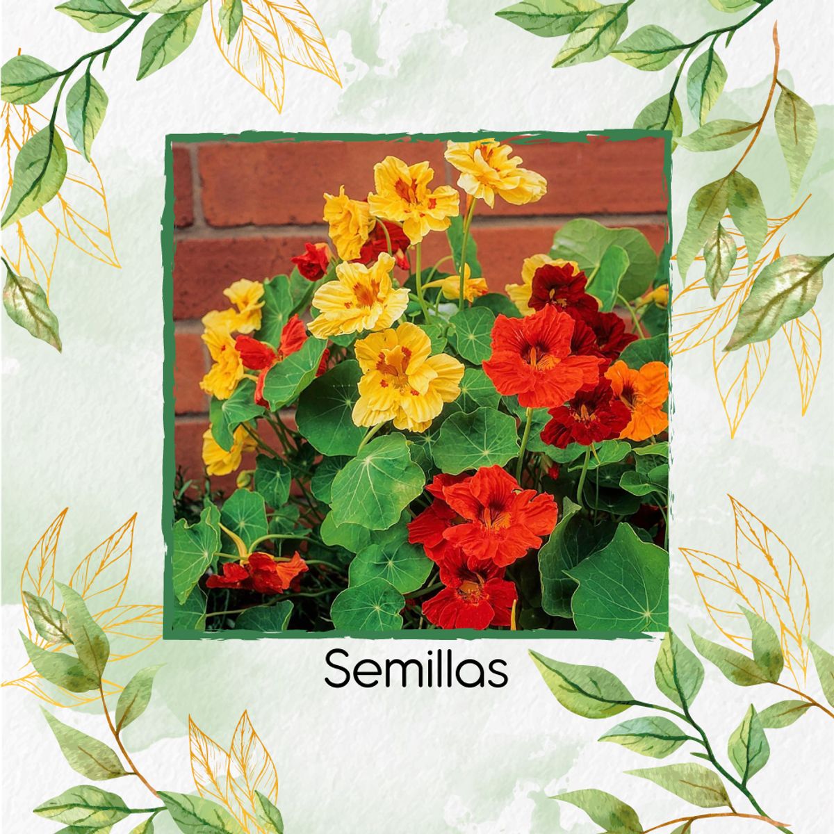 GENERICO - 400 Semillas Orgánicas De Flor Capuchina Gigante