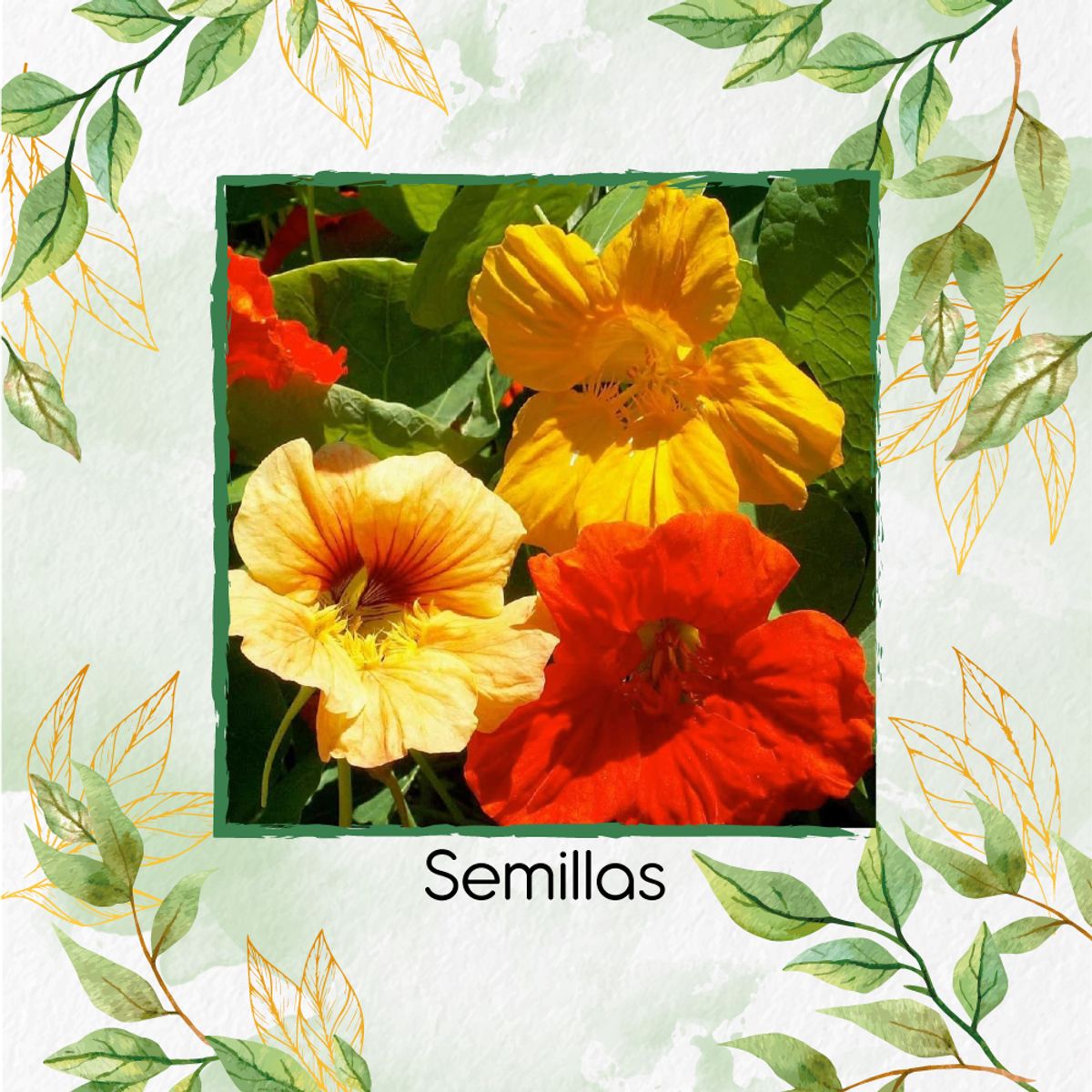 GENERICO - 400 Semillas Orgánicas De Flor Capuchina Gigante
