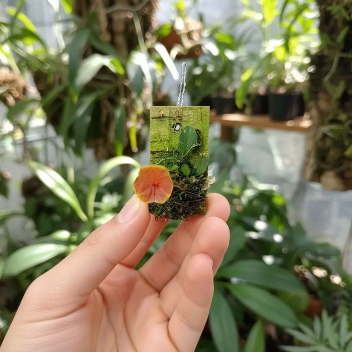 GENERICO - Orquídea Mini Lepanthes Cultivada De Colección en Corcho Colgante y Musgo Sphagnum