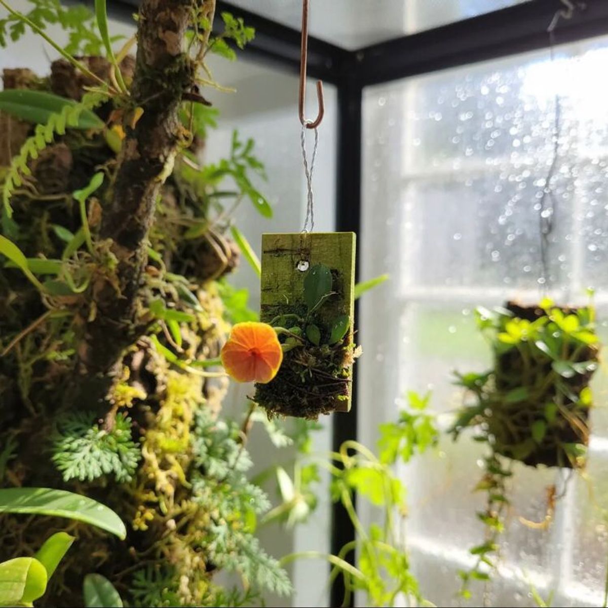 GENERICO - Orquídea Mini Lepanthes Cultivada De Colección en Corcho Colgante y Musgo Sphagnum