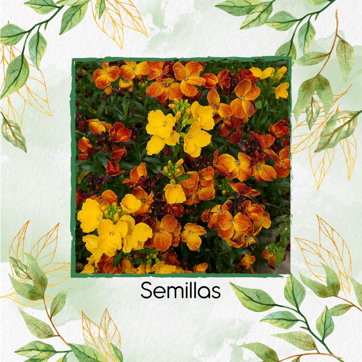 GENERICO - 400 Semillas Orgánicas De Flor Alhelí Inglés