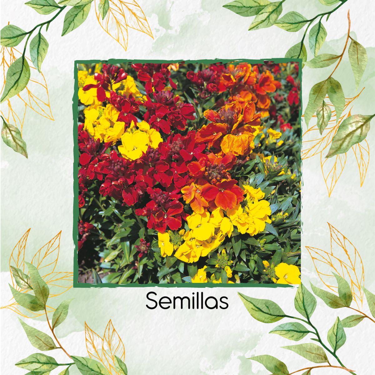 GENERICO - 400 Semillas Orgánicas De Flor Alhelí Inglés