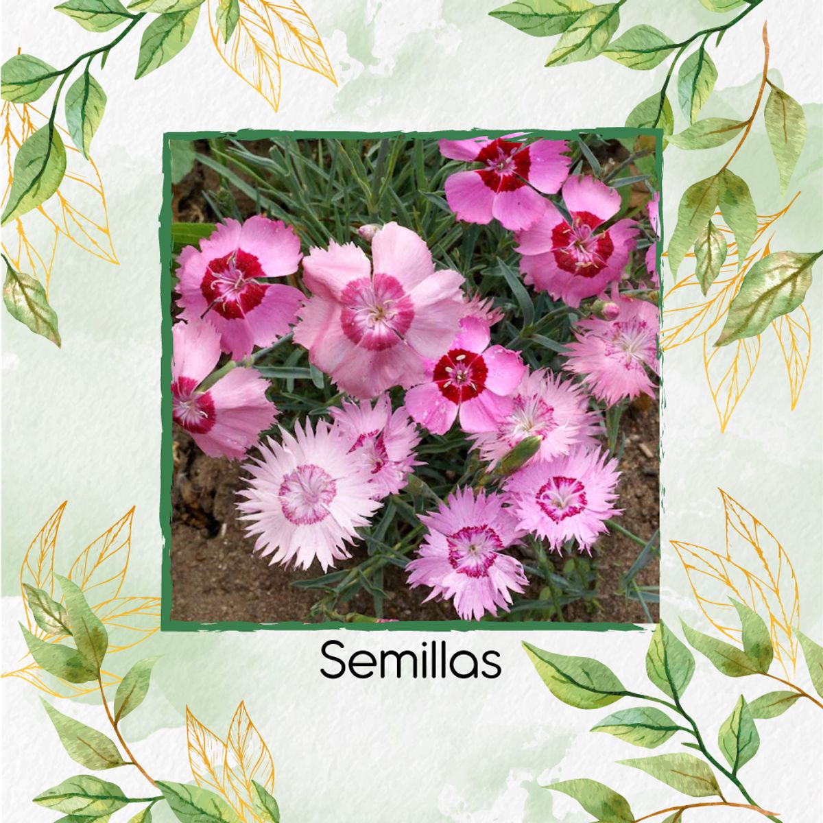 GENERICO - 50 Semillas Orgánicas De Flor Claveles De Campo