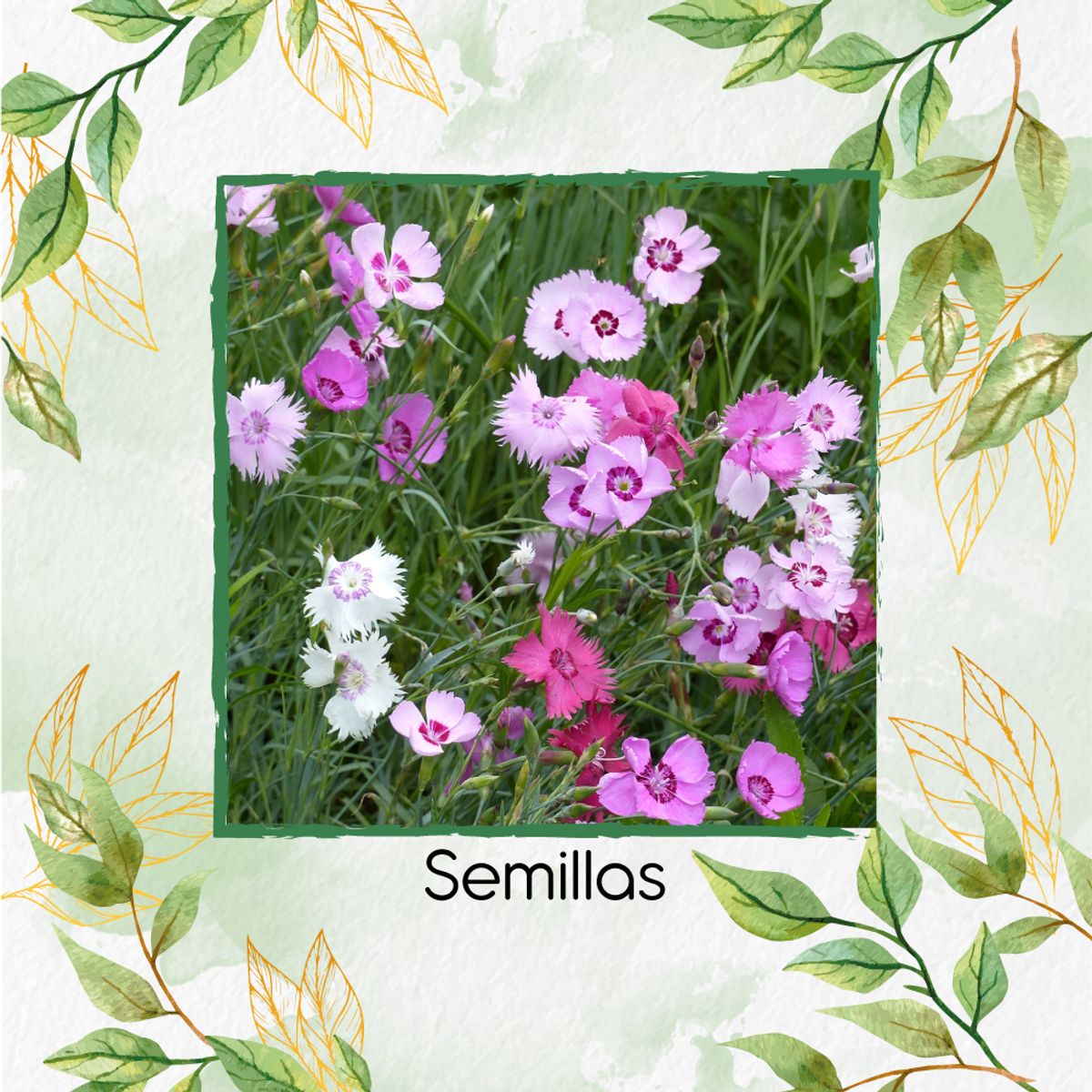 GENERICO - 50 Semillas Orgánicas De Flor Claveles De Campo