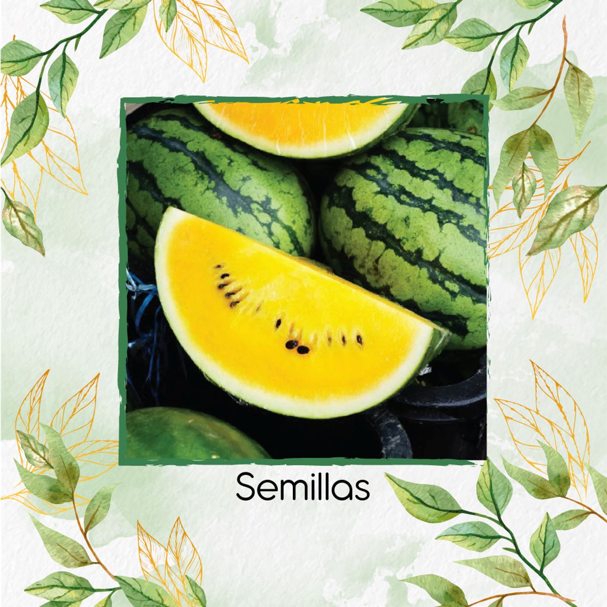 GENERICO - 100 Semillas Orgánicas De Sandía Amarilla Dulce De La Montaña