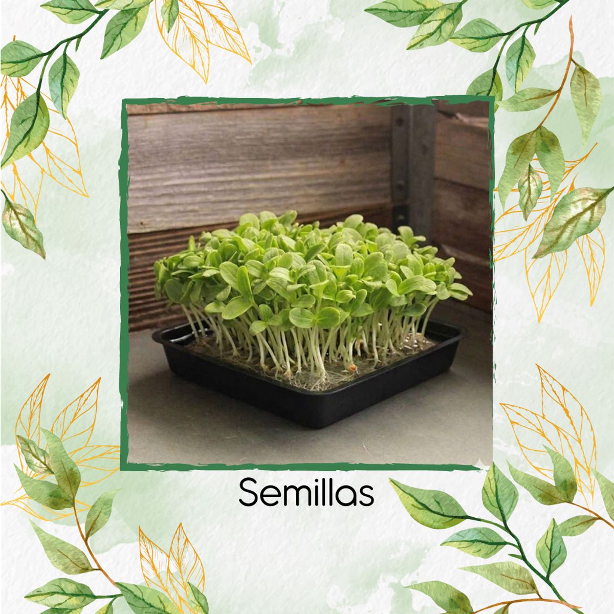GENERICO - Sobre De Borraja Para Germinados