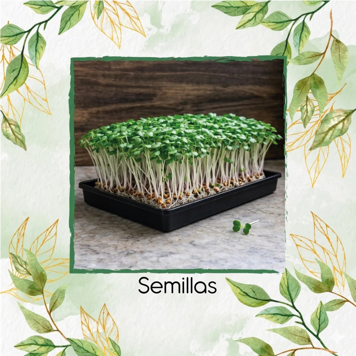 GENERICO - Media Libra De Mostaza Amarilla Para Germinados