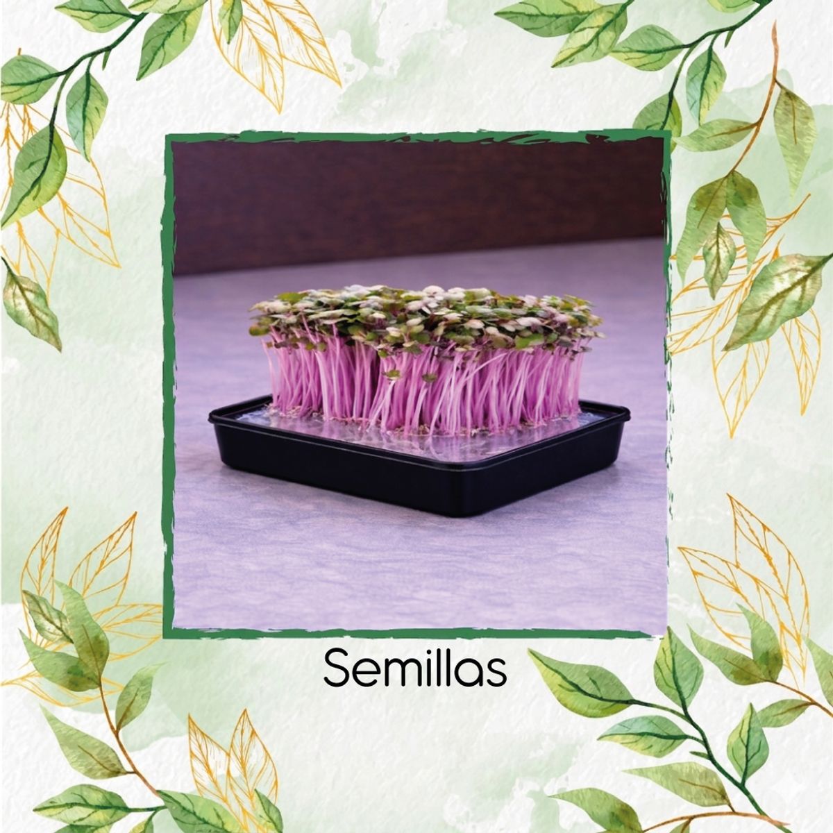 GENERICO - Libra De Nabo Purple Top Para Germinados