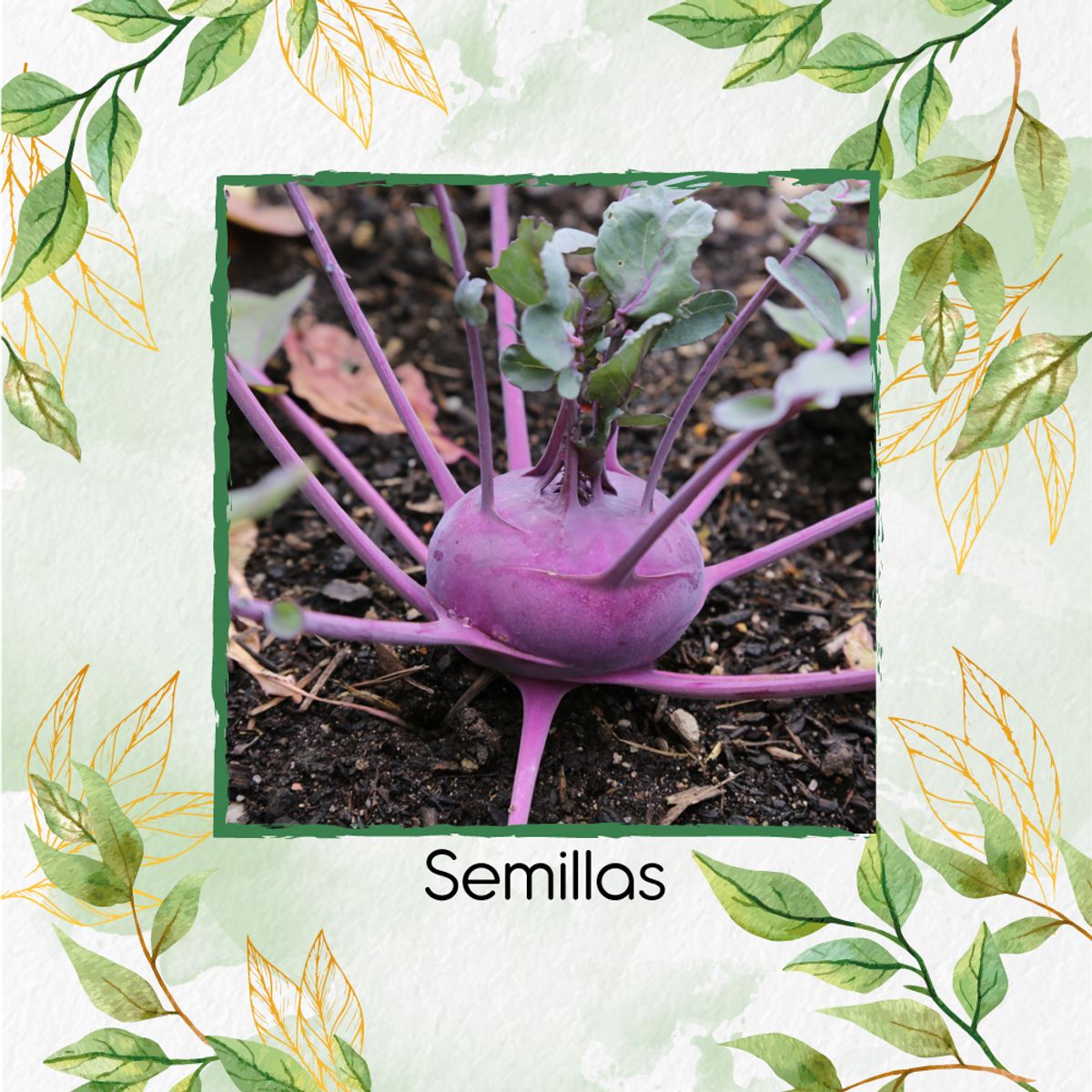 GENERICO - Libra De Nabo Purple Top Para Germinados