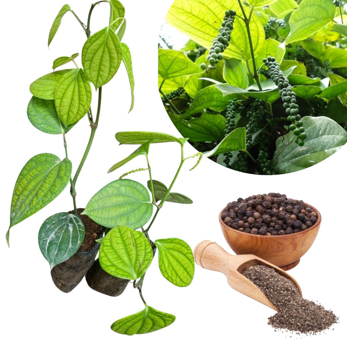 GENERICO - Planta de Pimienta Negra x2