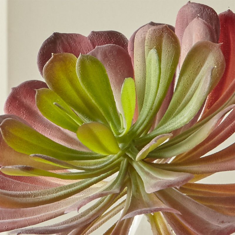 CRATE & BARREL - Suculenta Echeveria Artificial 