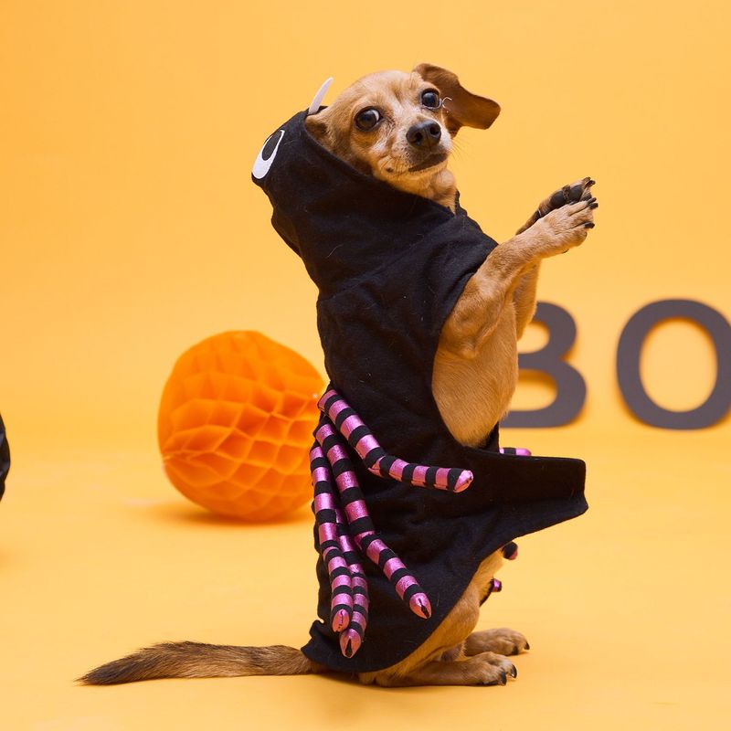 YAMP - Disfraz para Perro de Araña
