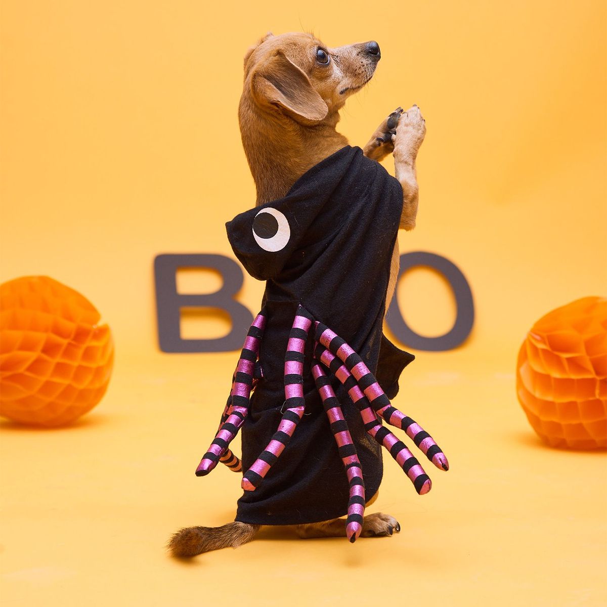 YAMP - Disfraz para Perro de Araña